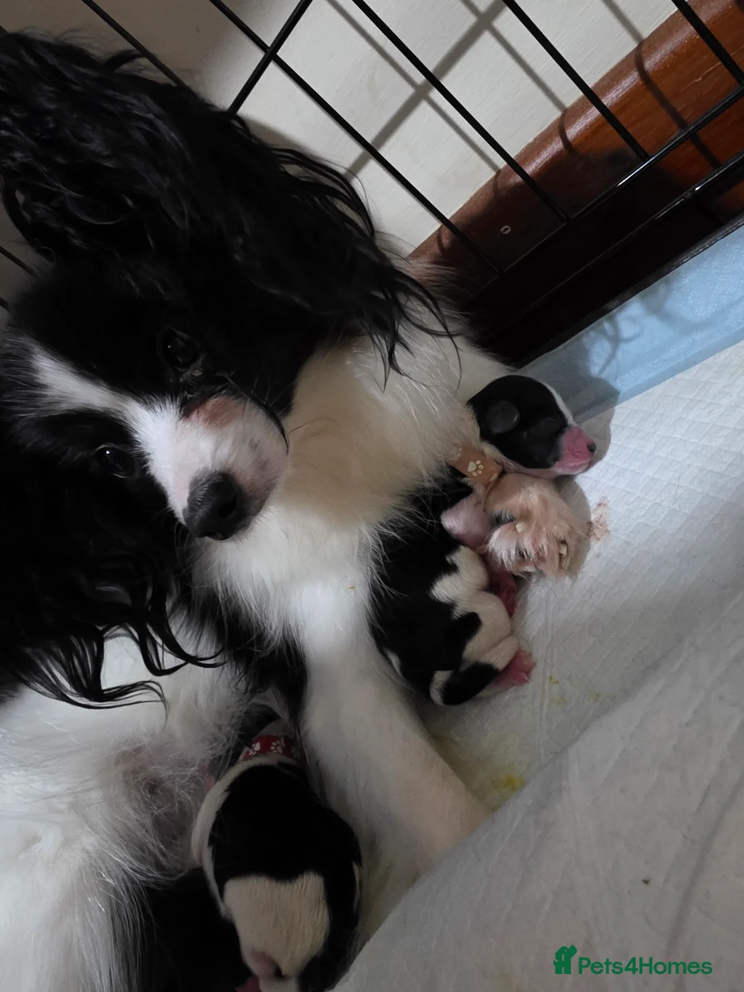 Papillon dogs for sale: Papillon puppies for sale - Advert 1