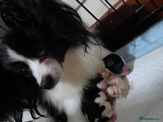 Papillon dogs Papillon puppies for sale - Advert 7