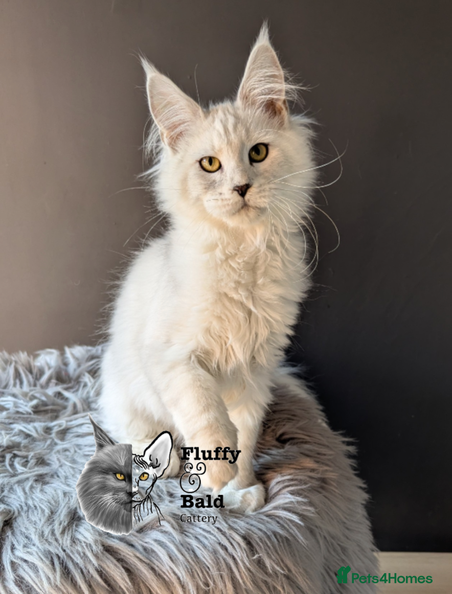 Maine Coon cats Sora absolutely stunning shaded girl  - Advert 1