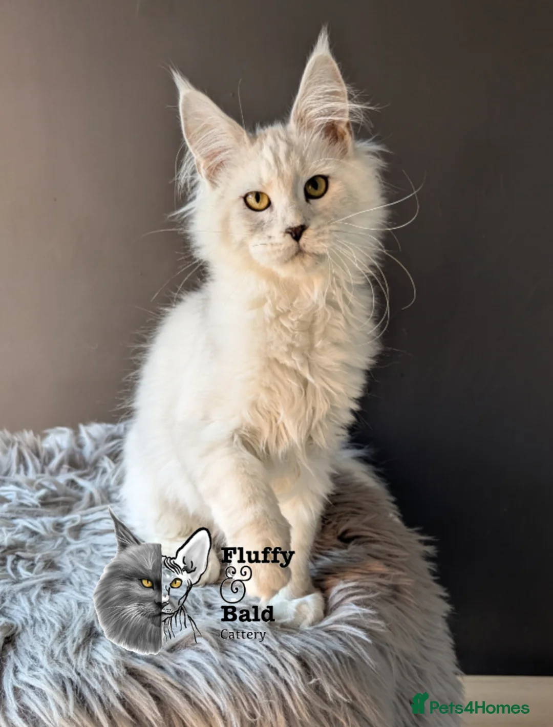Maine Coon cats for sale: Sora absolutely stunning shaded girl  - Advert 1
