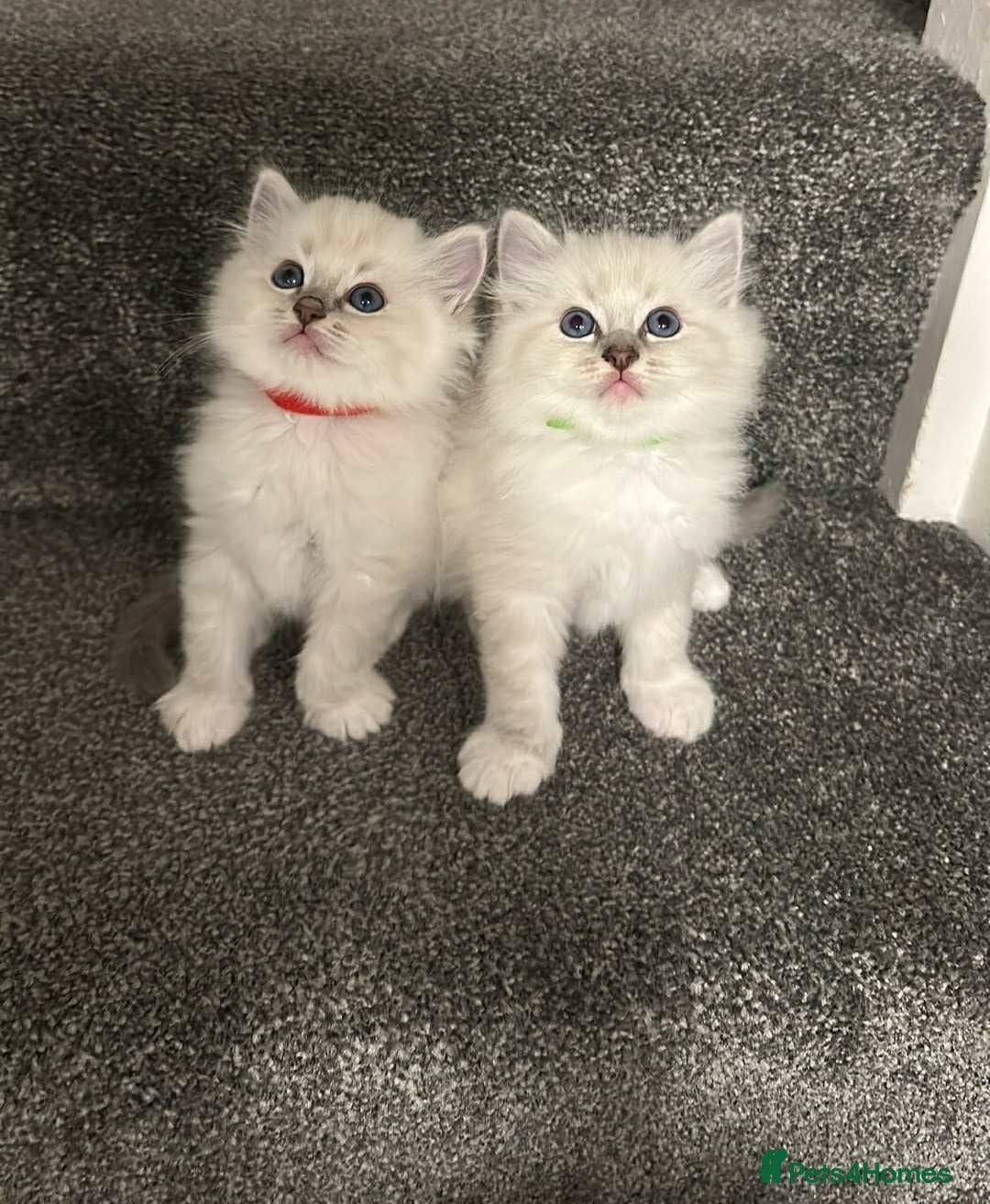 Ragdoll cats for sale: 🥰🥰🥰ONLY 2 left stunning beautiful babies 🥰🥰🥰 - Advert 4