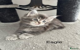 Maine Coon cats for sale: Stunning poly/non poly Maine coin kittens - Image 1