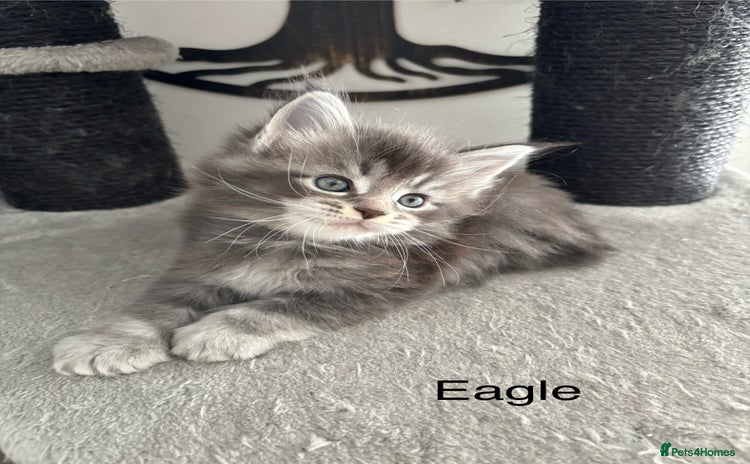 Maine Coon cats - Advert 6