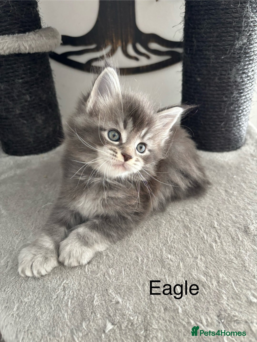 Maine Coon cats for sale: Stunning poly/non poly Maine coin kittens - Image 1