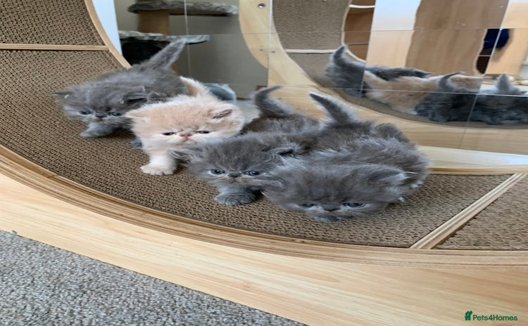 Persian cats - Advert 1