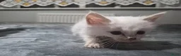 Ragdoll cats for sale: ​GCCF Ragdoll Kittens - Pet  - Advert 18