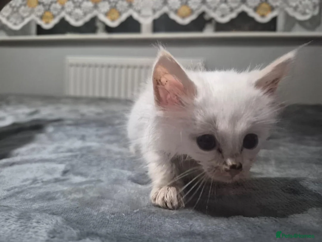Ragdoll cats for sale: ​GCCF Ragdoll Kittens - Pet  - Advert 18