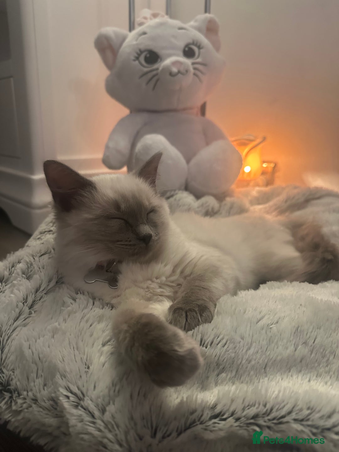 Ragdoll cats for sale: Ragdoll kitten  - Advert 9