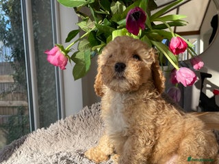 Mixed Breed dogs for sale: 🌟🌟Stunning Australian Cavapoo Puppies 🩷💙 m - Advert 1