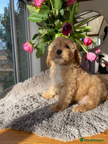 Mixed Breed dogs 🌟🌟Stunning Australian Cavapoo Puppies 🩷💙 m - Advert 4