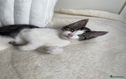 Domestic Shorthair cats for sale: Female kitten - Image 2