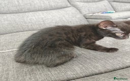 Mixed Breed cats for sale: Kittens - Image 8
