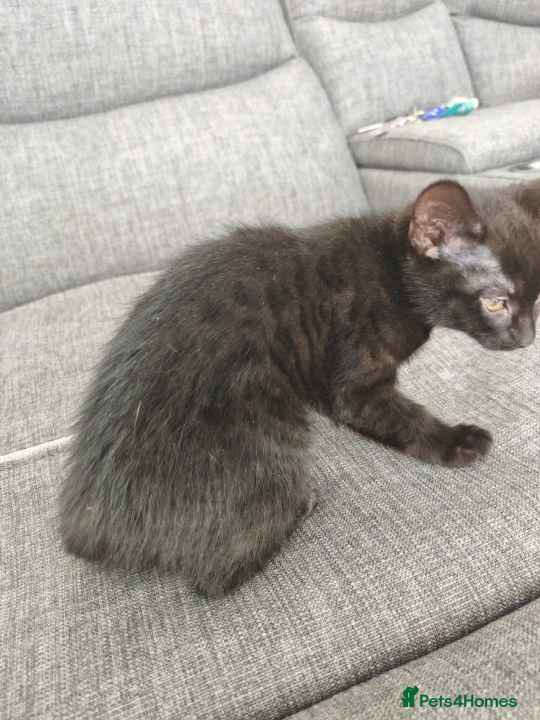 Mixed Breed cats for sale: Kittens - Image 8