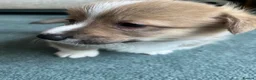 Welsh Corgi Pembroke dogs for sale: Welsh Pembroke Corgi - Advert 26