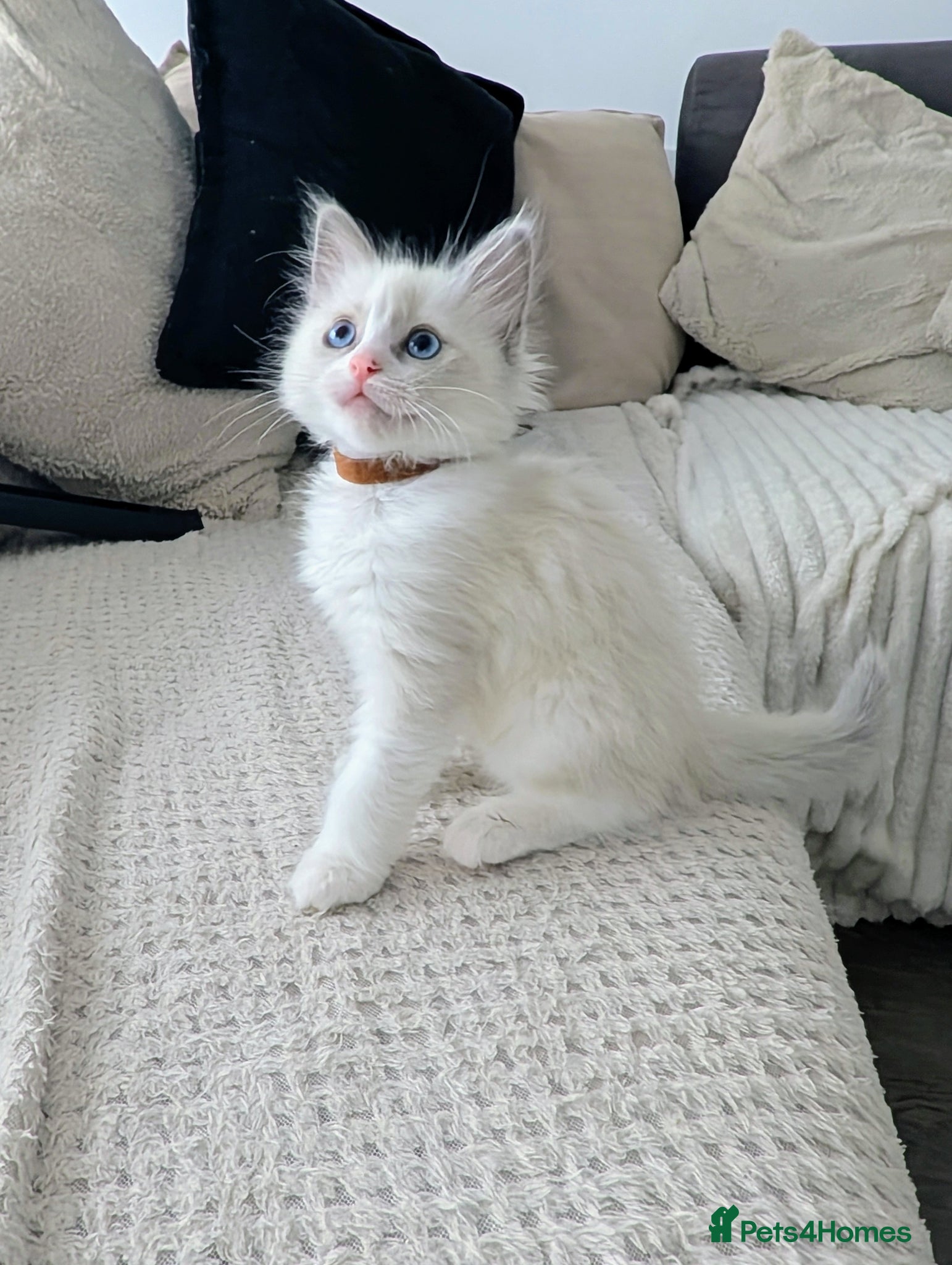 Ragdoll cats 3 beautiful Ragdoll kittens Brown girl avilable  - Advert 11