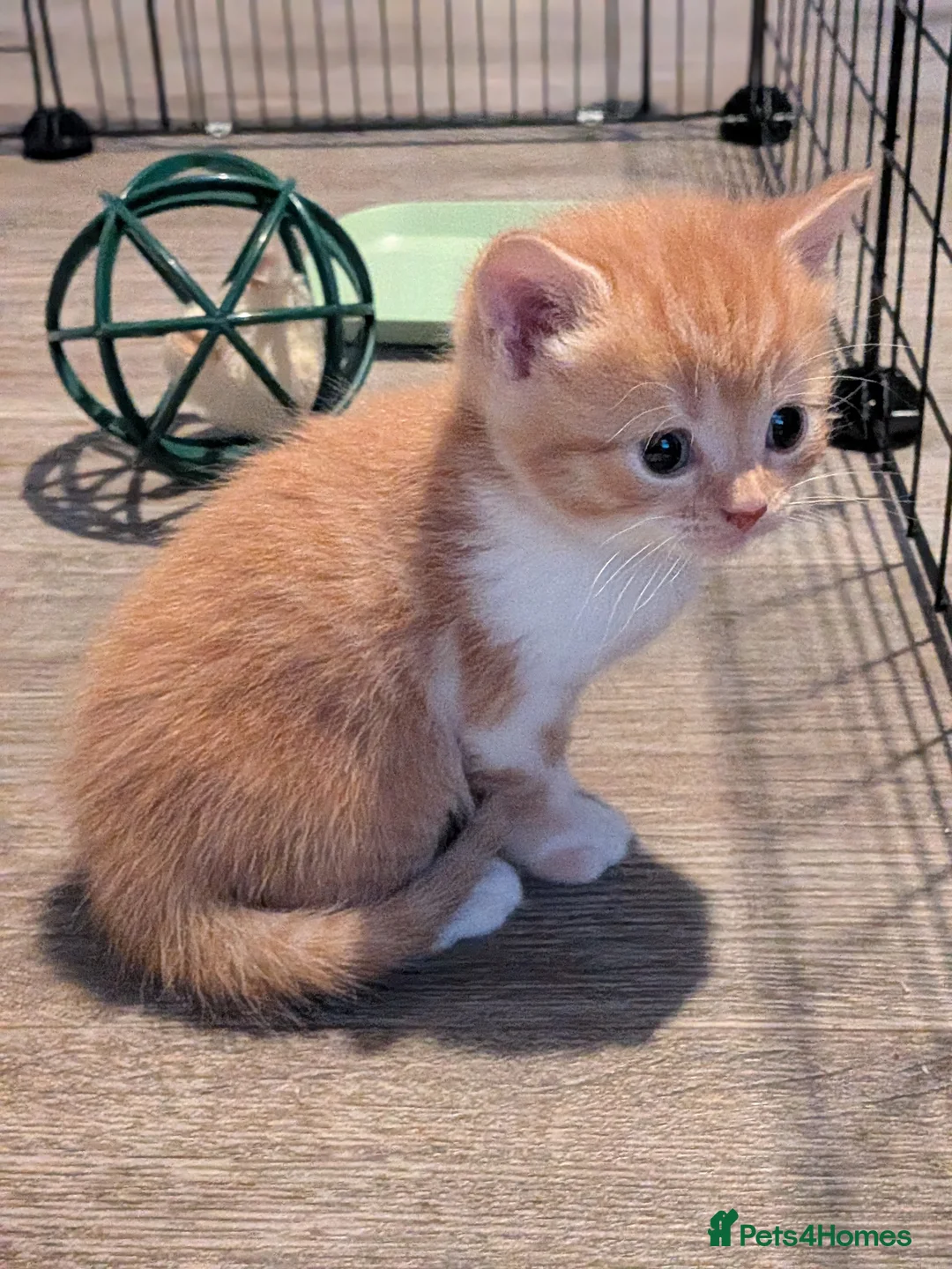 Selkirk Rex cats for sale: Beautiful Kittens – From Pedigree Selkirk Rex Mum - Advert 9