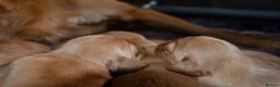 Golden Retriever dogs for sale: GOLDEN RETREVER PUPPIES - Advert 7