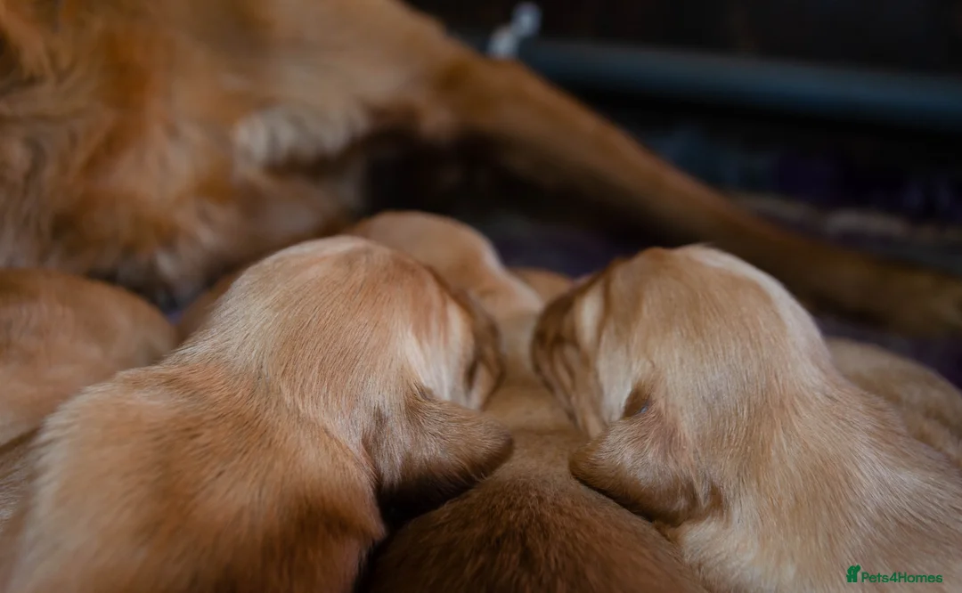 Golden Retriever dogs for sale: GOLDEN RETREVER PUPPIES - Advert 7