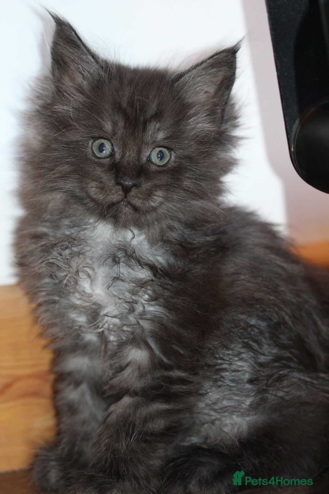 Maine Coon cats for sale: Handsome Maine Coon boys GCCF - Advert 5
