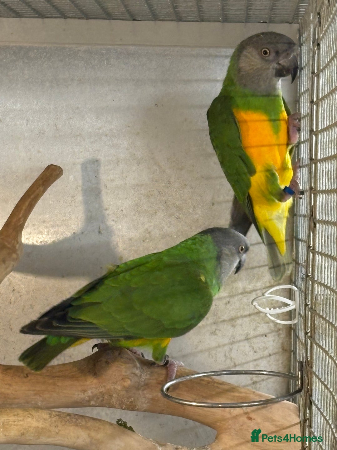 Parrots birds for sale: Senegal Parrots  - Advert 3