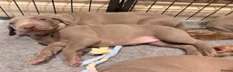 Weimaraner dogs for sale: Wonderful KC Reg Weimaraner Puppies x 6  - Advert 4