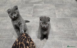 Scottish Fold cats for sale: Scottish fold kittens  - Image 5
