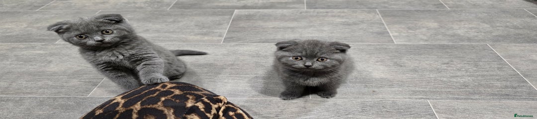 Scottish Fold Kitten 4
