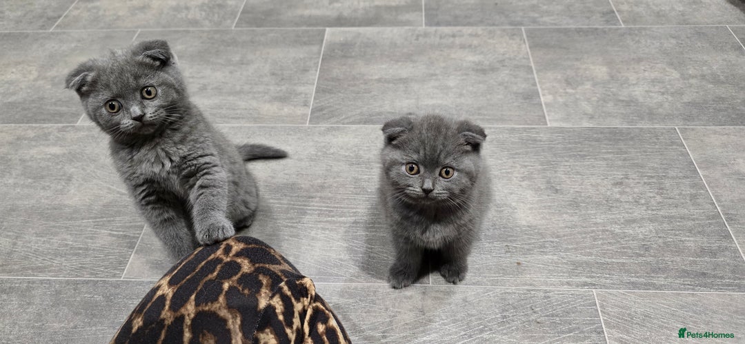 Scottish Fold cats for sale: Scottish fold kittens  - Image 5