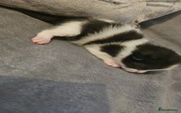 Mixed Breed cats for sale: Calico kittens  - Image 6