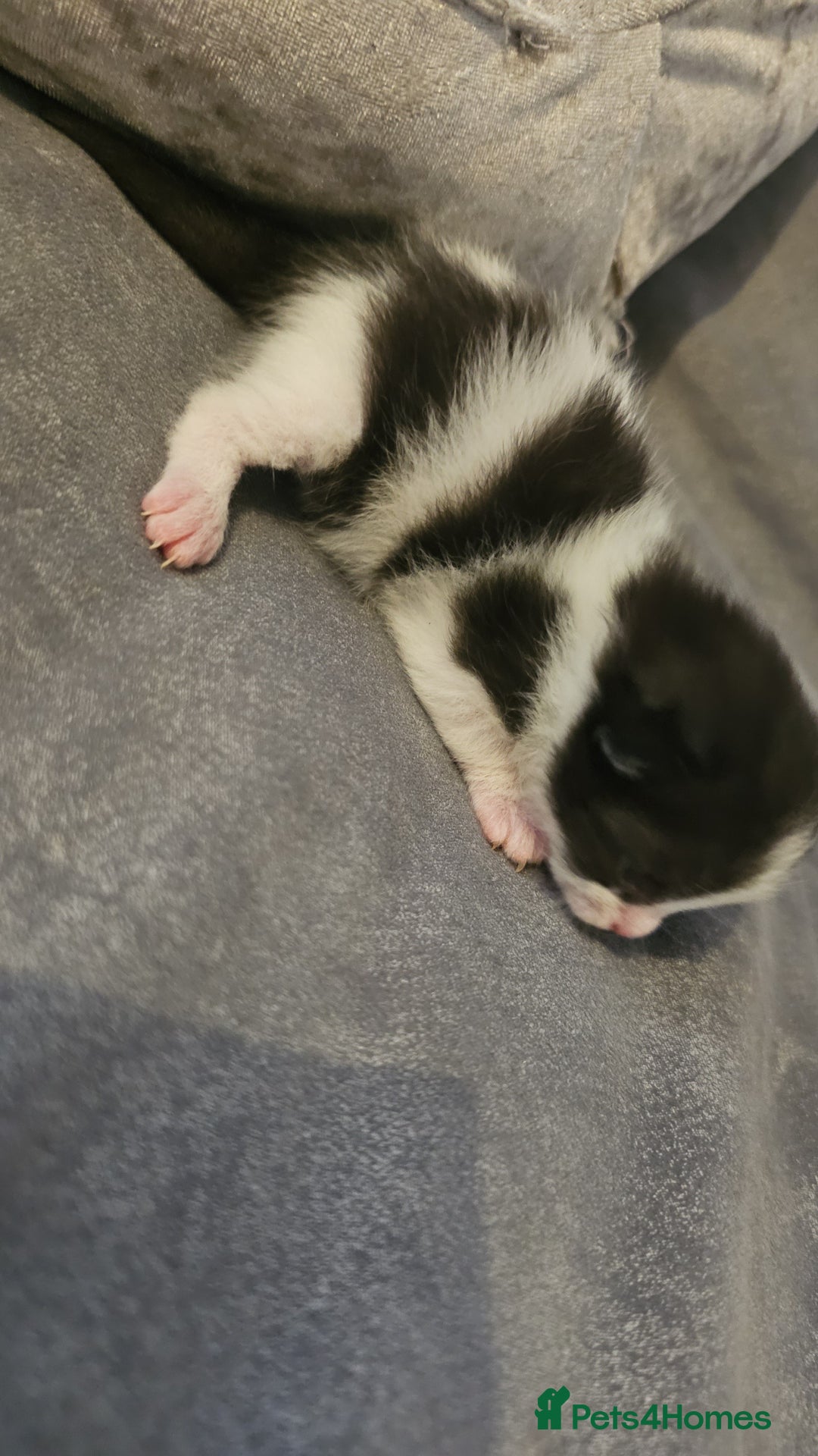 Mixed Breed cats for sale: Calico kittens  - Image 6