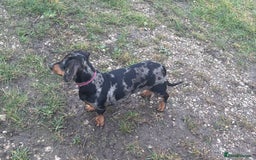 Dachshund dogs for sale: Miniature dachshund  - Image 6
