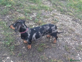 Dachshund dogs Miniature dachshund - Advert 10