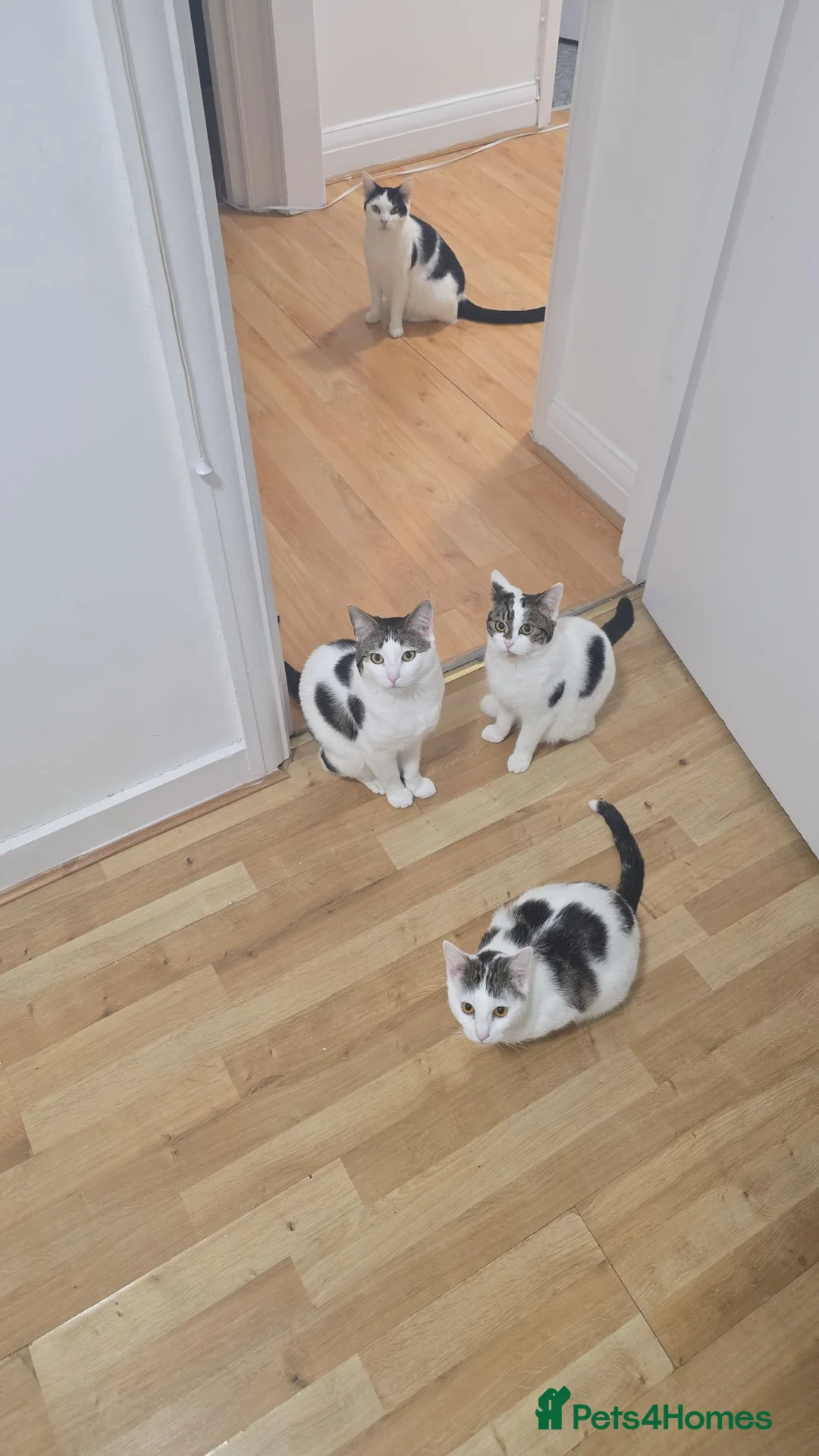 Mixed Breed cats for sale: Mum with her 3 kids in London - Advert 1