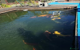 Koi Carp fish for sale: Koi Carp  - Image 10
