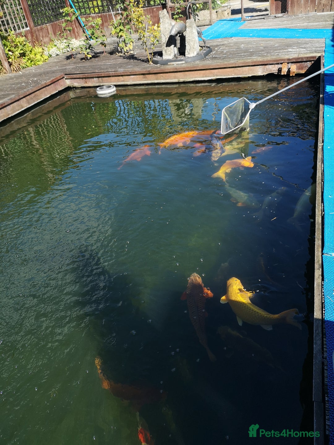 Koi Carp fish for sale: Koi Carp  - Image 10