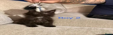Maine Coon 2