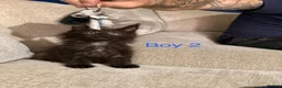 Maine Coon cats for sale: Stunning Pure bred tica registered Mainecoons  - Advert 27