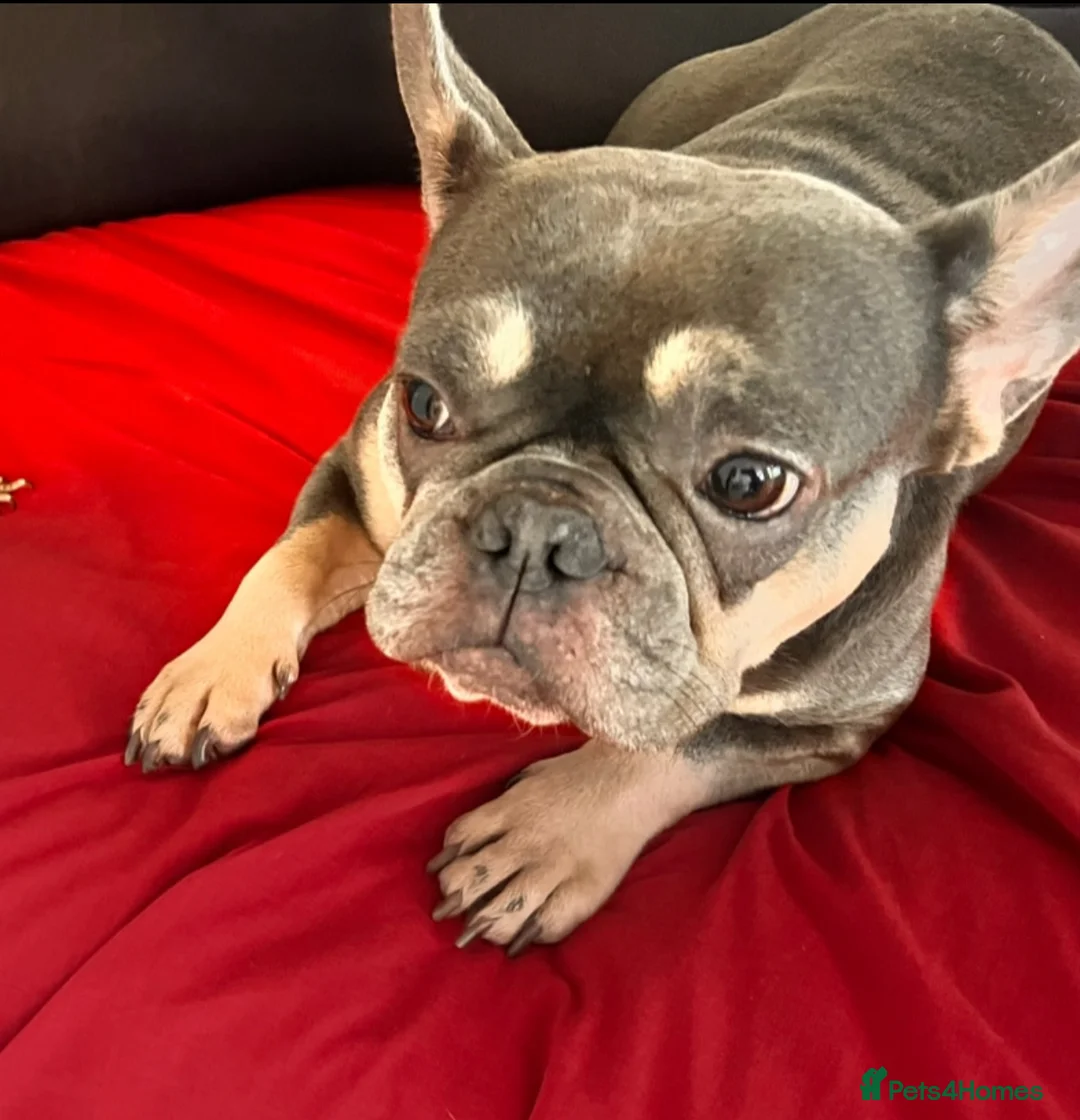 French Bulldog dogs for sale: Female French Bulldog - Advert 2