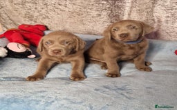 Labrador Retriever dogs for sale: Adorable Silver Labrador Puppies  - Image 5