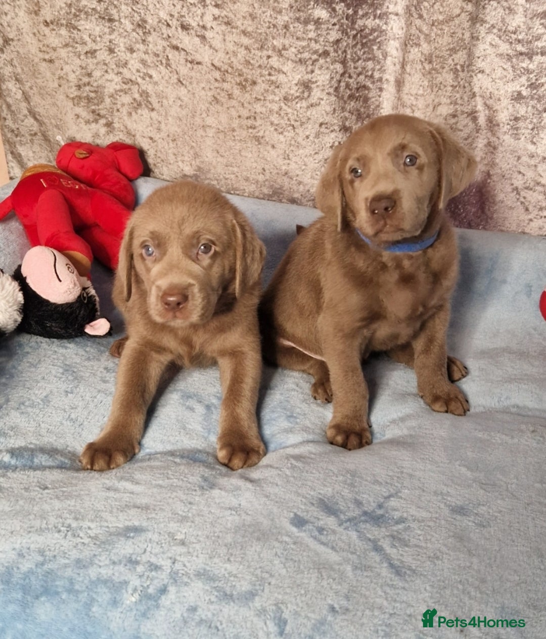 Labrador Retriever dogs for sale: Adorable Silver Labrador Puppies  - Image 5