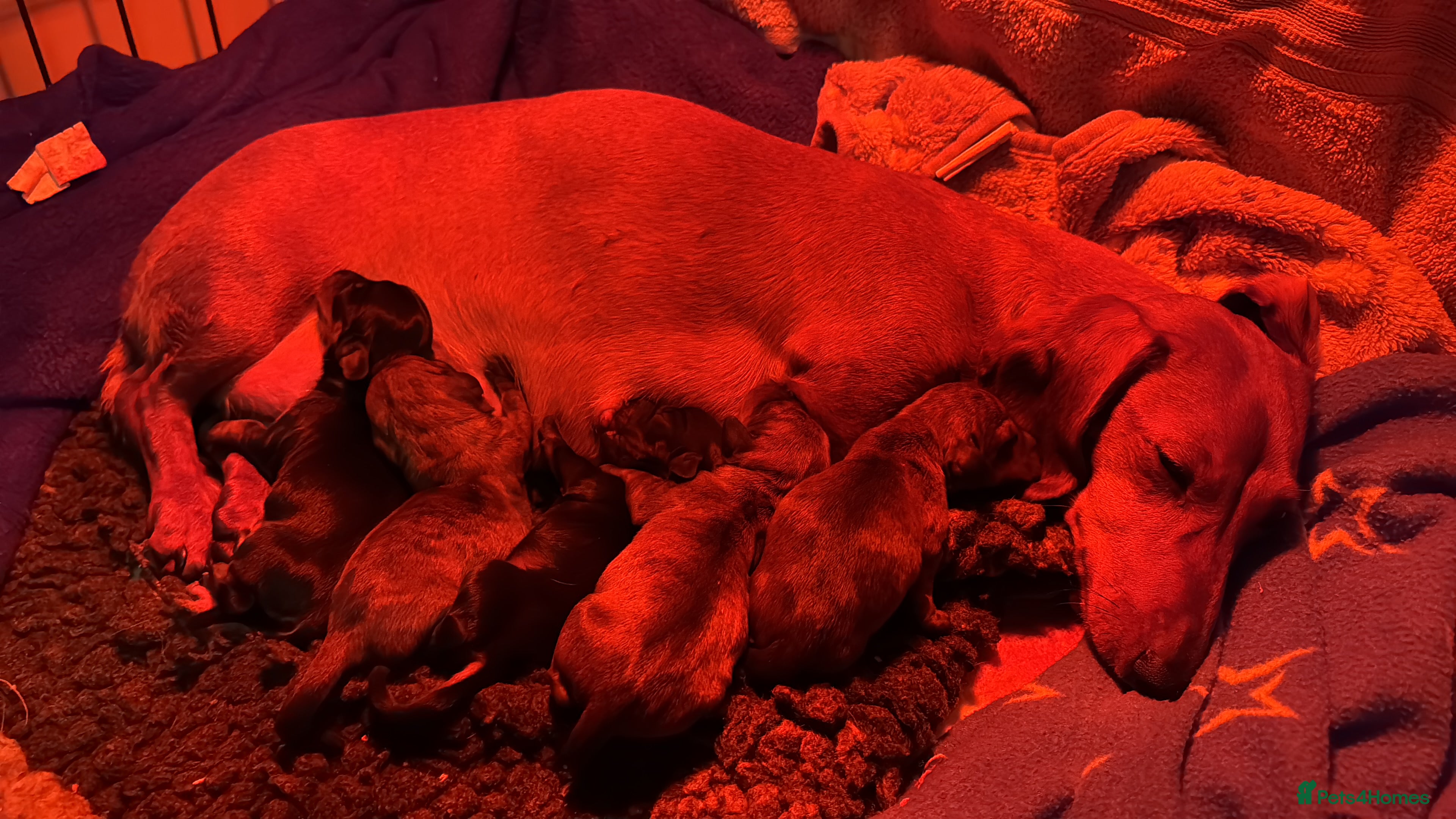 Miniature Dachshund dogs Gorgeous girls Mini Dachshund  - Advert 2