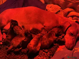 Miniature Dachshund dogs Gorgeous girls Mini Dachshund - Advert 2