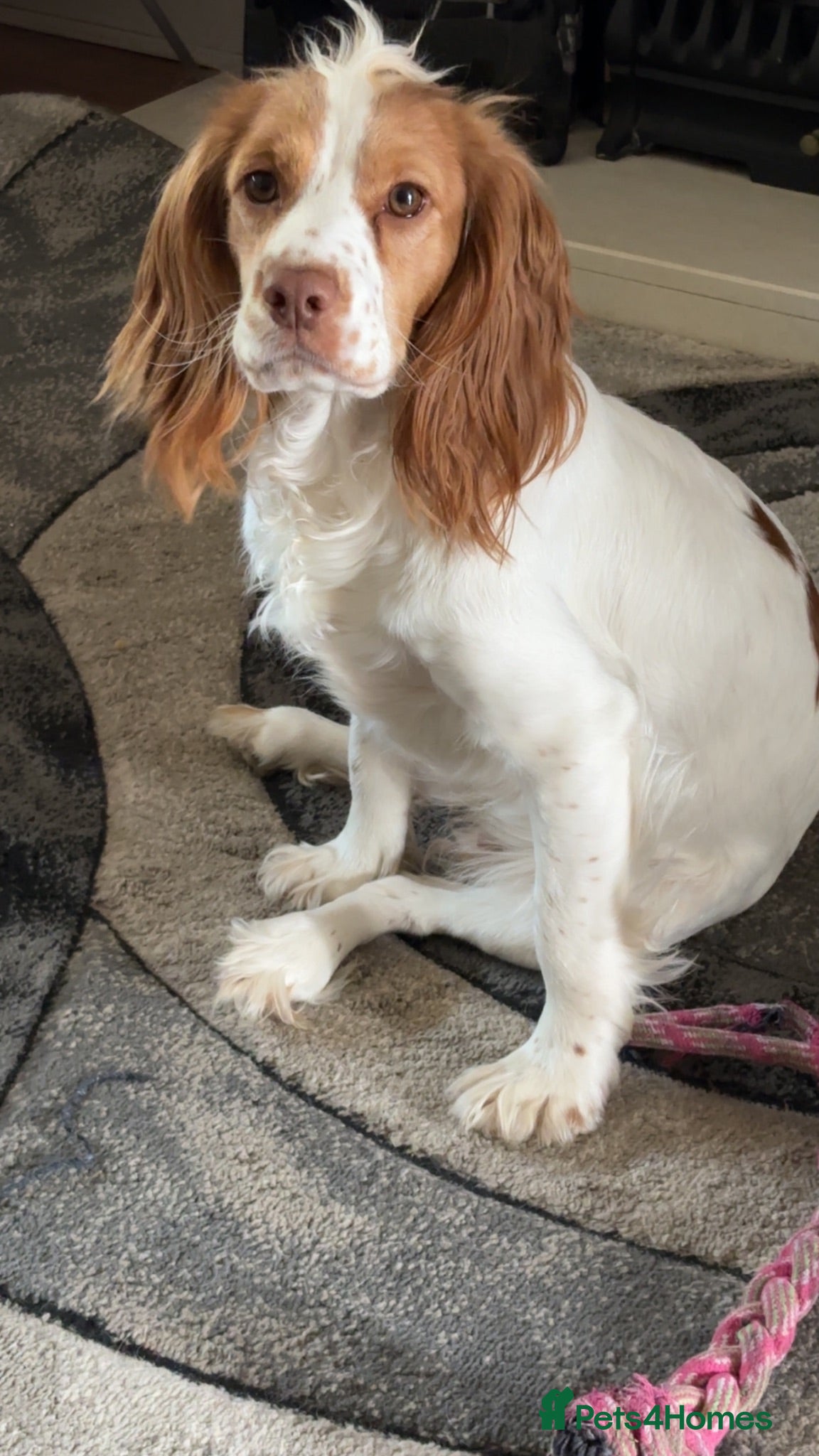 Sprocker dogs Liver and white sprocker spaniels  - Advert 1