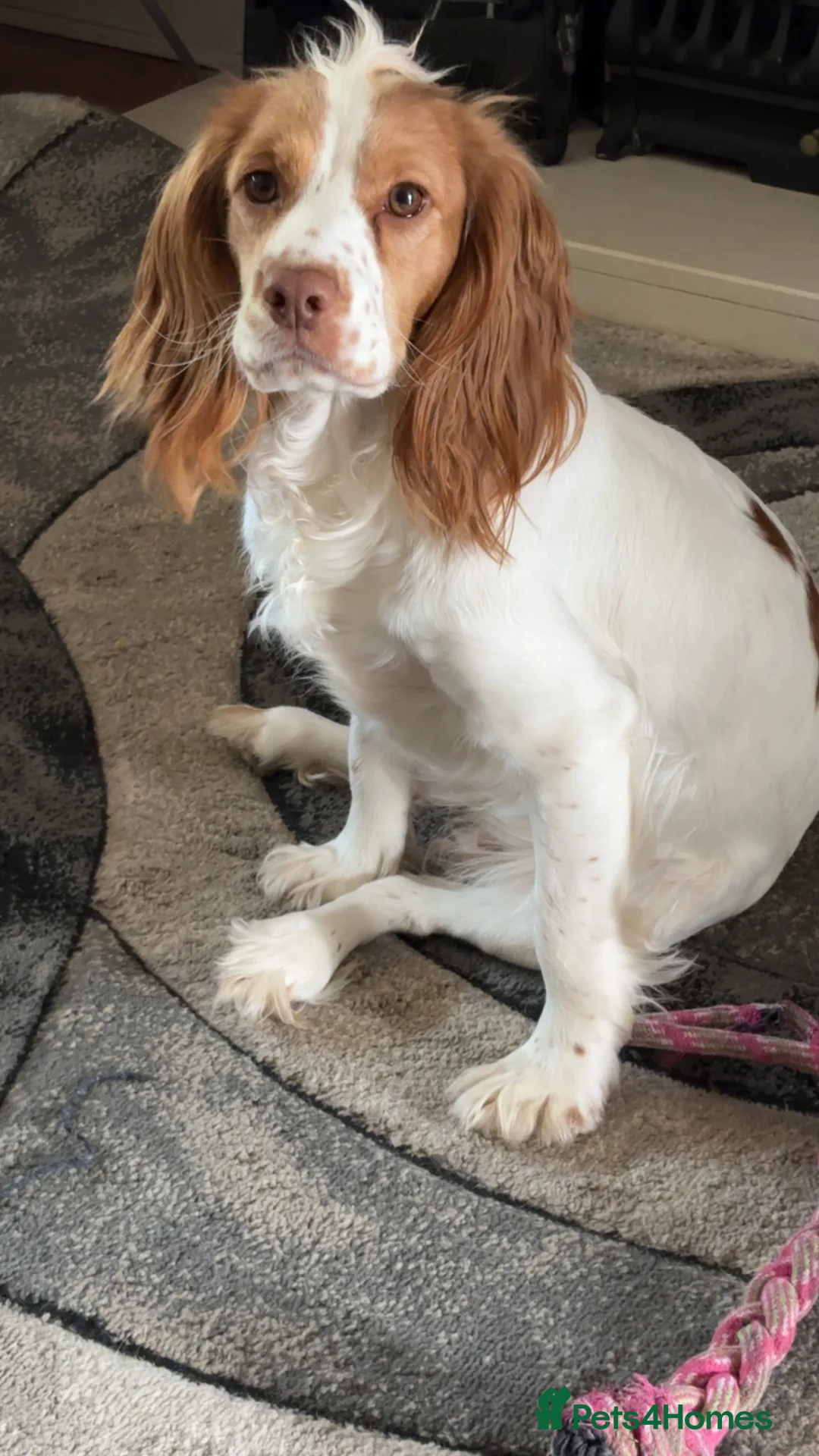 Sprocker dogs for sale: Liver and white sprocker spaniels  - Advert 1