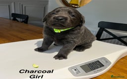 Labrador Retriever dogs for sale: Stunning litter of Silver & Charcoal Lab pups  - Image 17