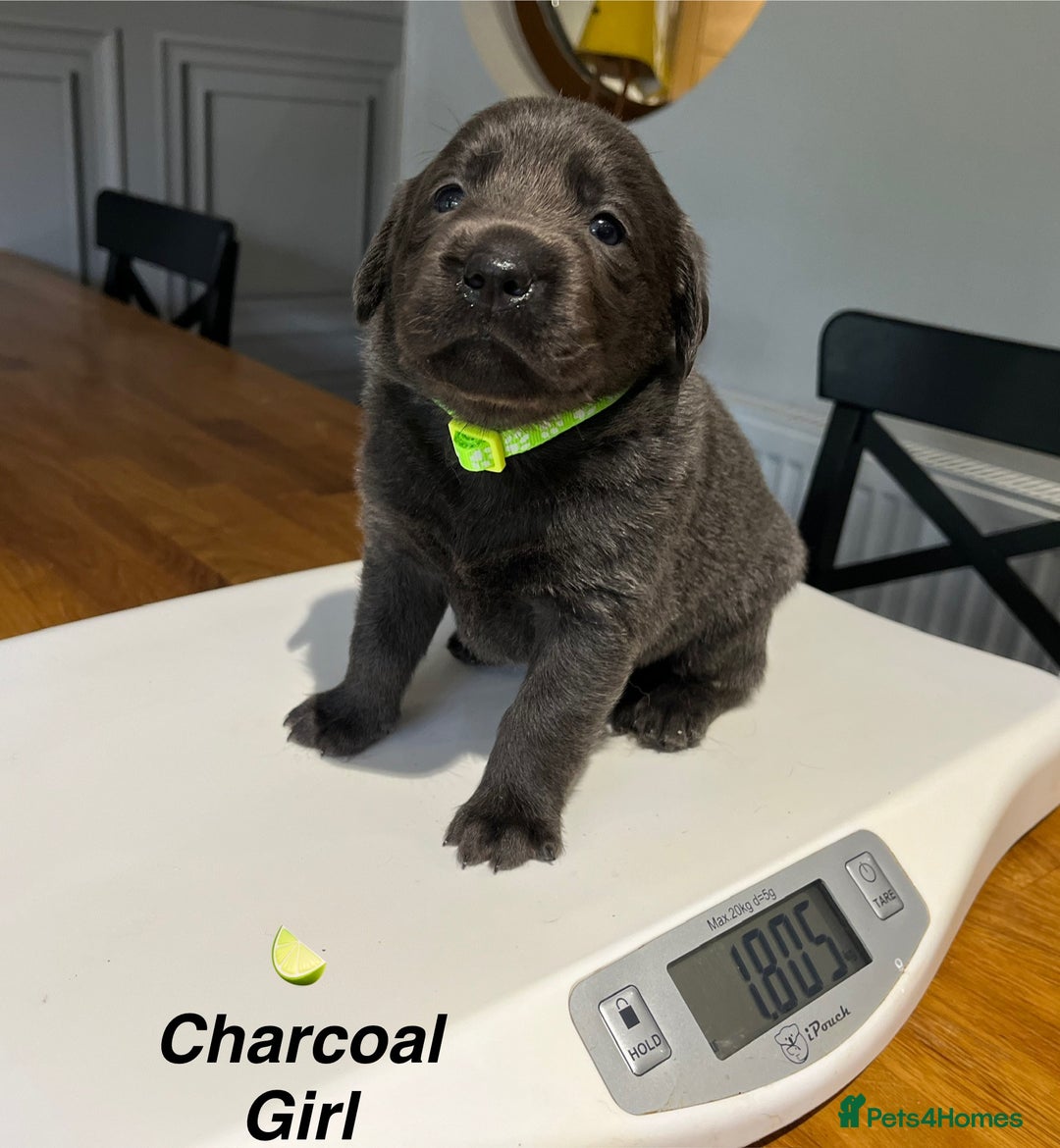 Labrador Retriever dogs for sale: Stunning litter of Silver & Charcoal Lab pups  - Image 17