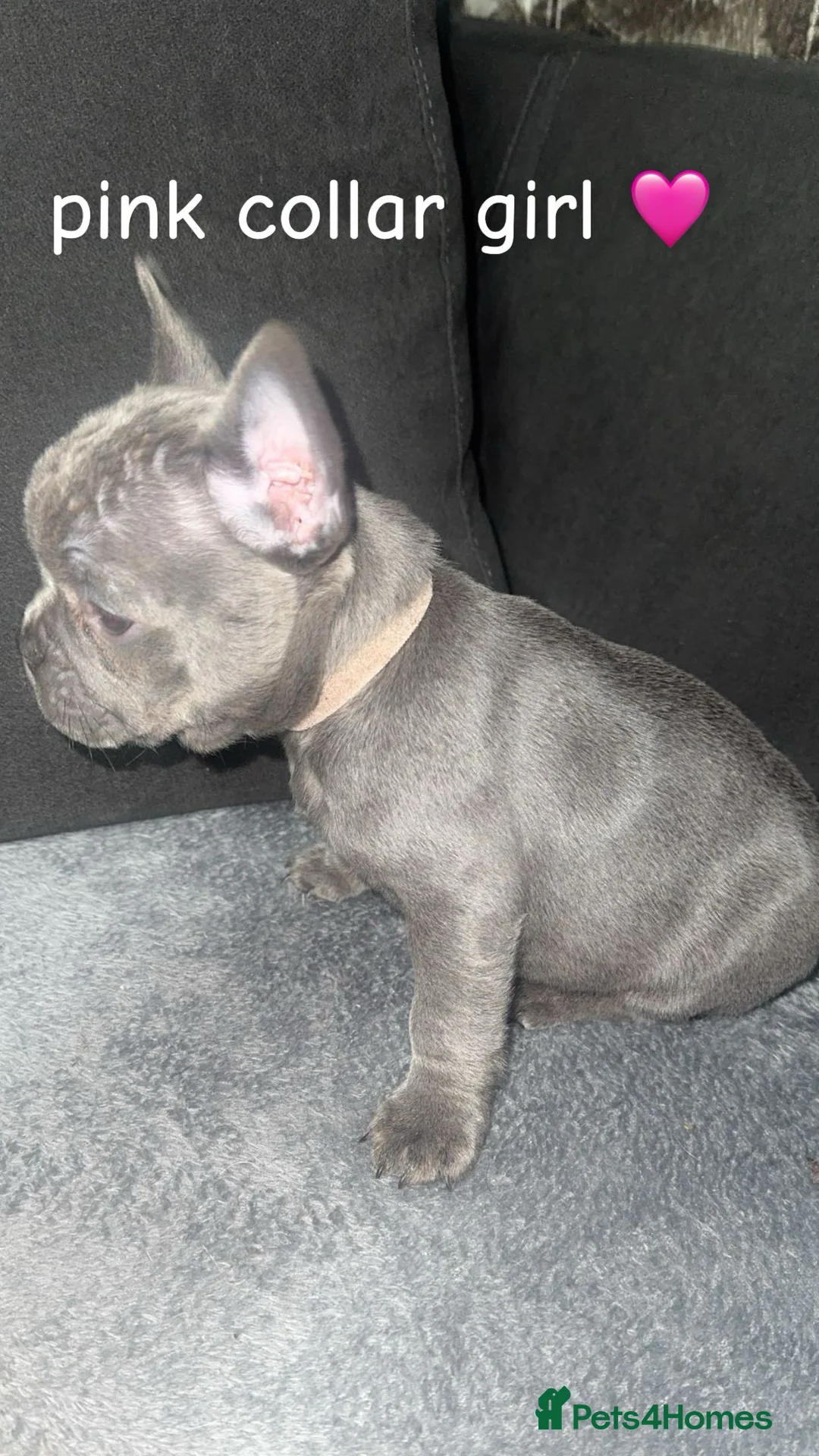 French Bulldog dogs for sale: Fluffy carrier french bulldog pups  - Advert 8