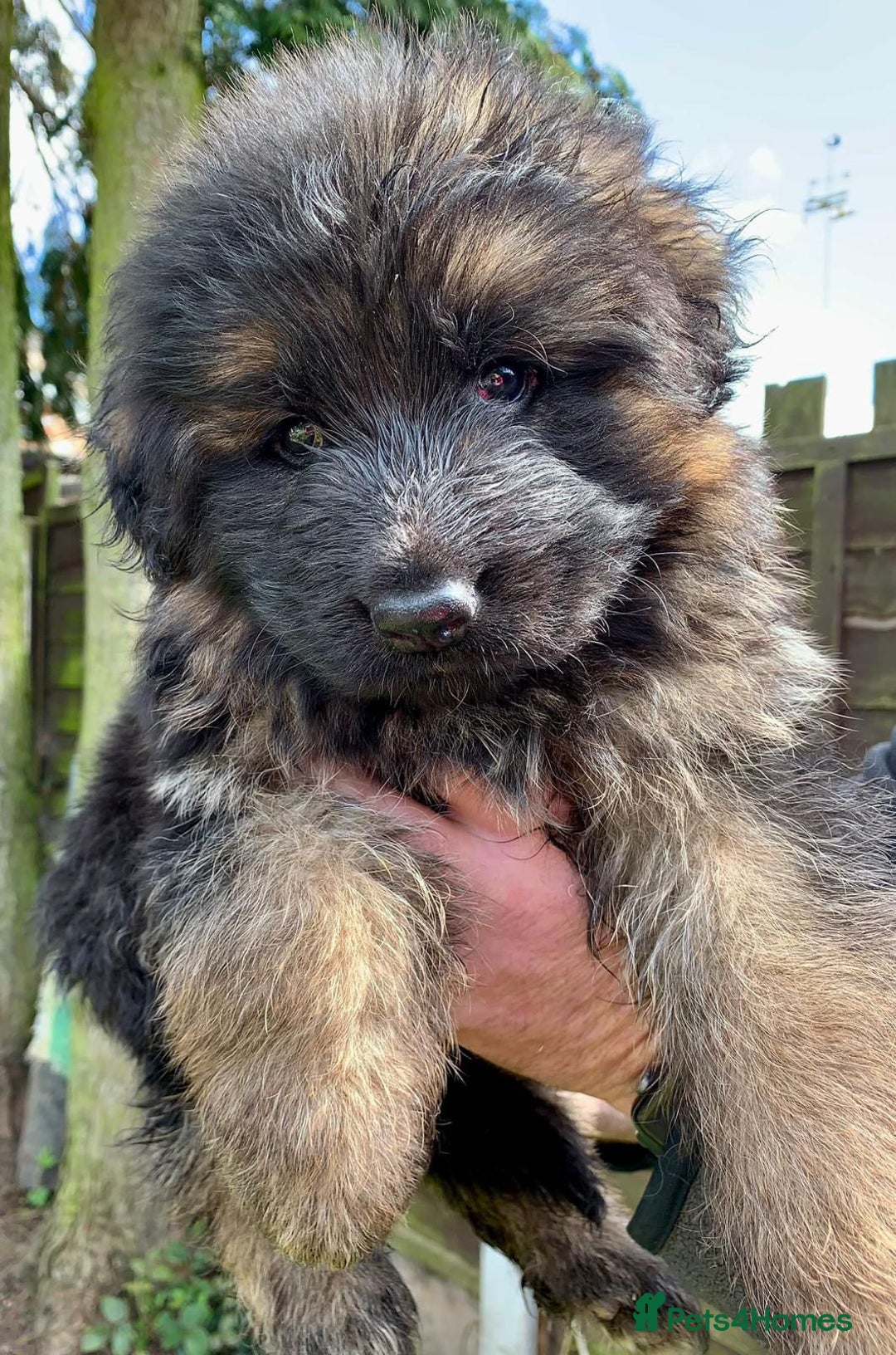 German Shepherd dogs for sale: German Shepard Long haired puppies - Image 2