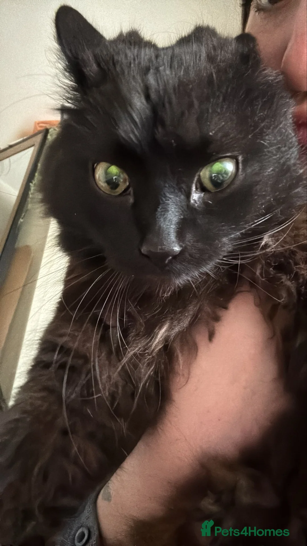 Mixed Breed cats for sale: 10 Week Old Female Kitten - Advert 2