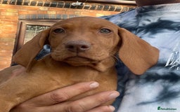 Hungarian Vizsla dogs for sale: Last few Ready to leave Stunning litter of puppies - Image 10
